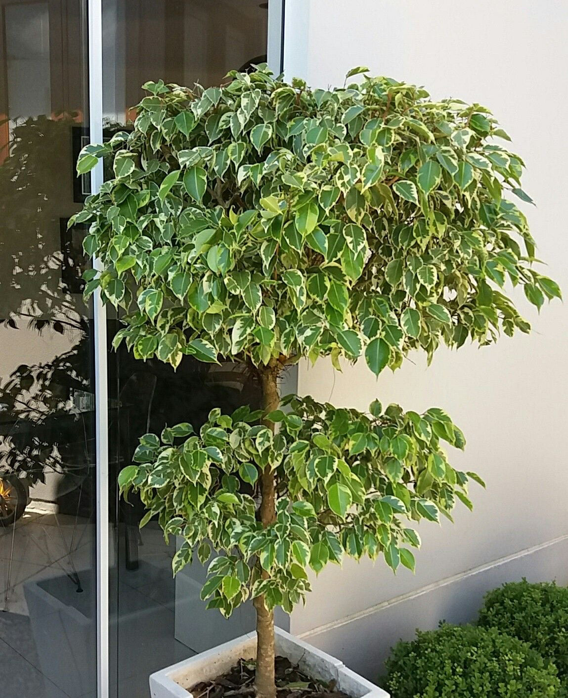 Ficus Benjamina – Elegancia Natural para tu Espacio