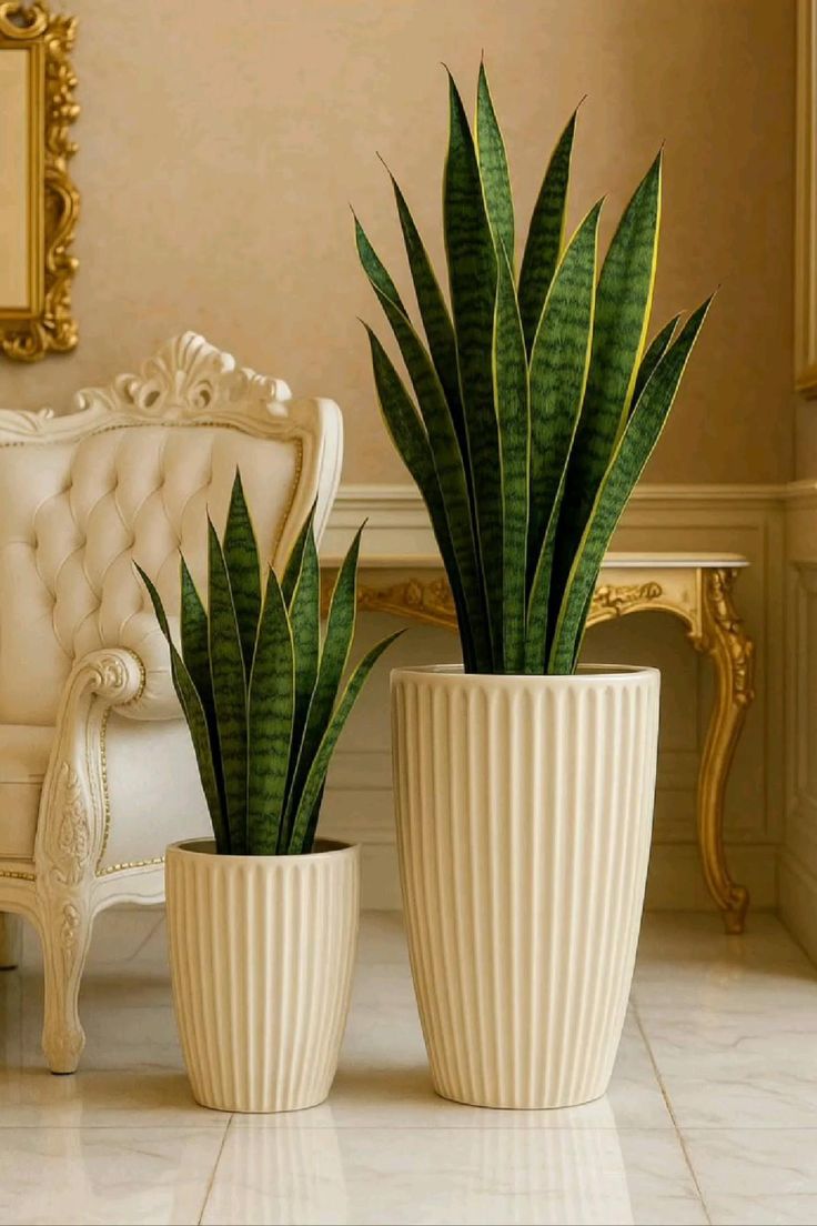 🌿 Sansevieria: La planta que cuida tu aire y tu energía (Grande - Large)