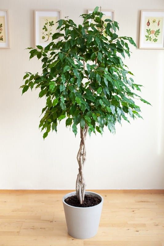 Ficus Benjamina – Elegancia Natural para tu Espacio