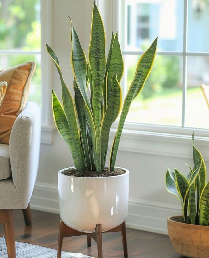 🌿 Sansevieria: La planta que cuida tu aire y tu energía (Grande - Large)