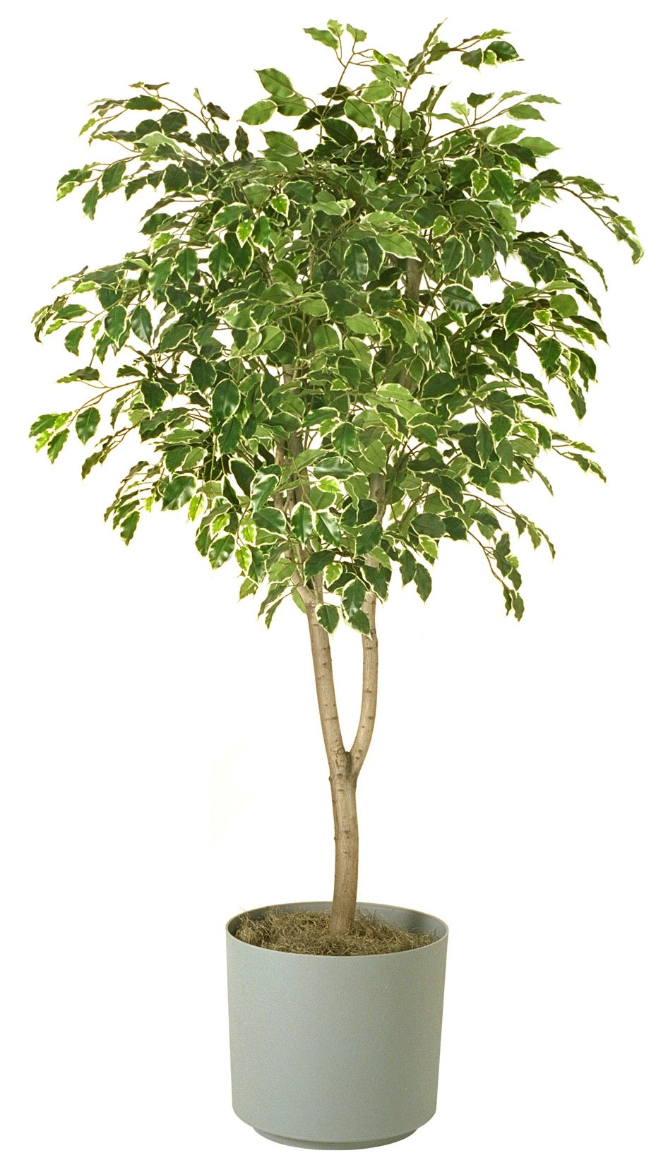 Ficus Benjamina – Elegancia Natural para tu Espacio