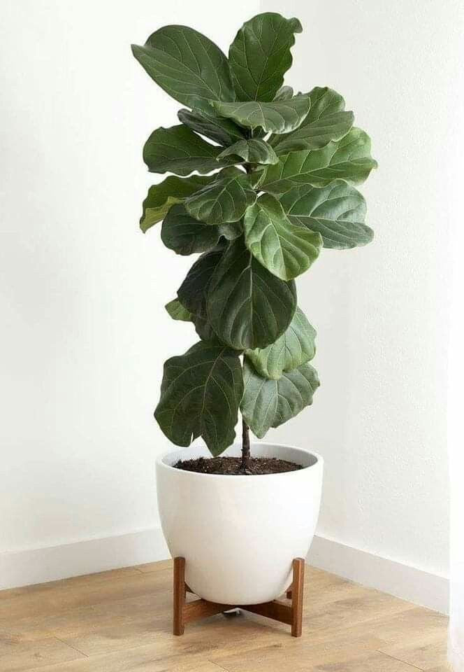 Ficus Lyrata – Elegancia Natural para tu Hogar
