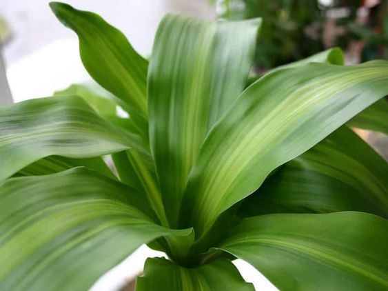 Palo de Brasil – fácil, elegante y resistente 🌱 (Grande - Large).