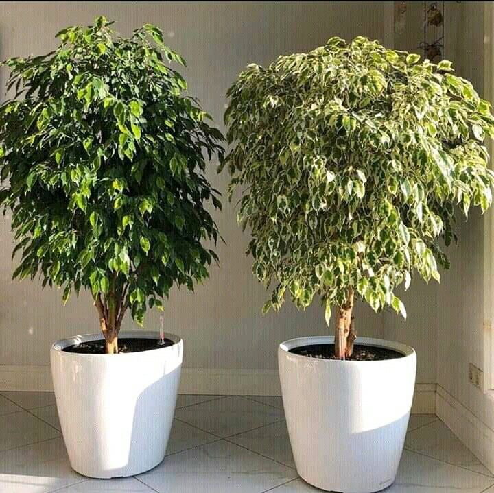 Ficus Benjamina – Elegancia Natural para tu Espacio