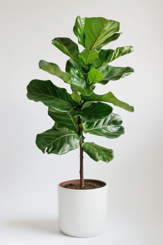 Ficus Lyrata – Elegancia Natural para tu Hogar