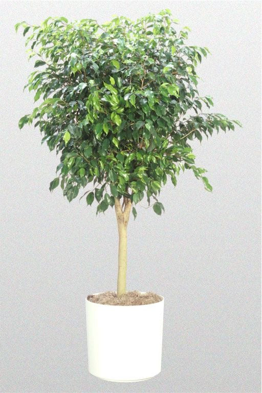 Ficus Benjamina – Elegancia Natural para tu Espacio