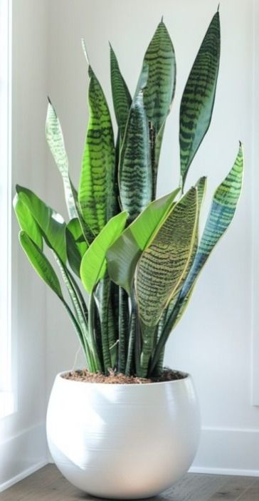 🌿 Sansevieria: La planta que cuida tu aire y tu energía (Chica / Small).