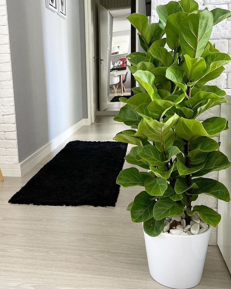 Ficus Lyrata – Elegancia Natural para tu Hogar