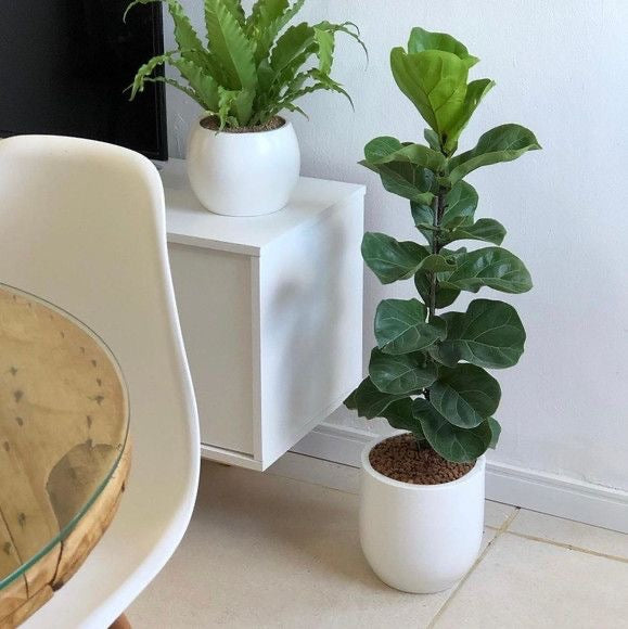 Ficus Lyrata – Elegancia Natural para tu Hogar