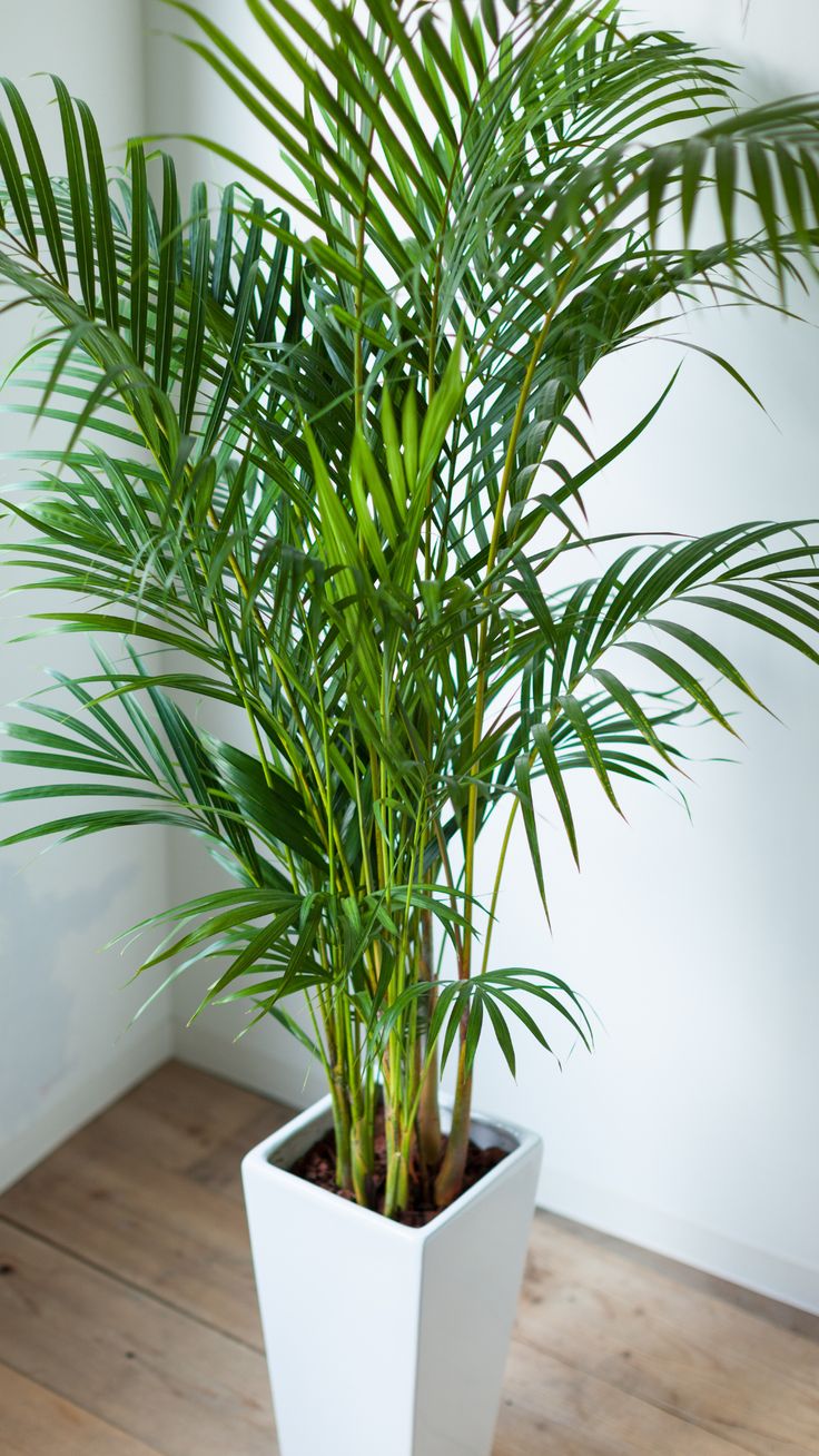 🌴 Palmera Areca – Un toque tropical todos los días. Llévate 2 🌴