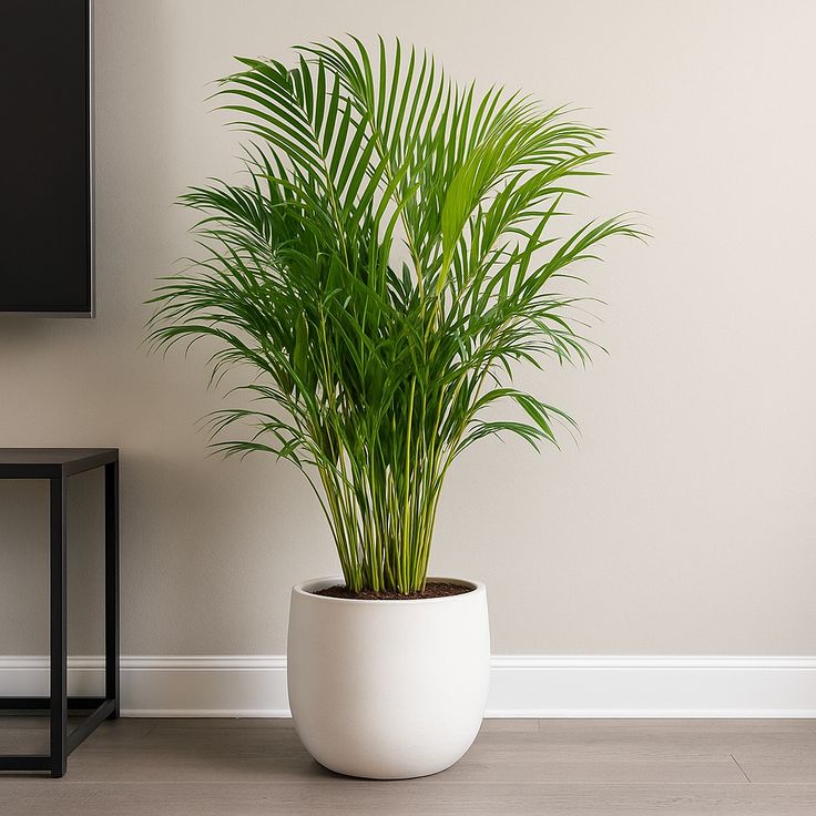 🌴 Palmera Areca – Un toque tropical todos los días.