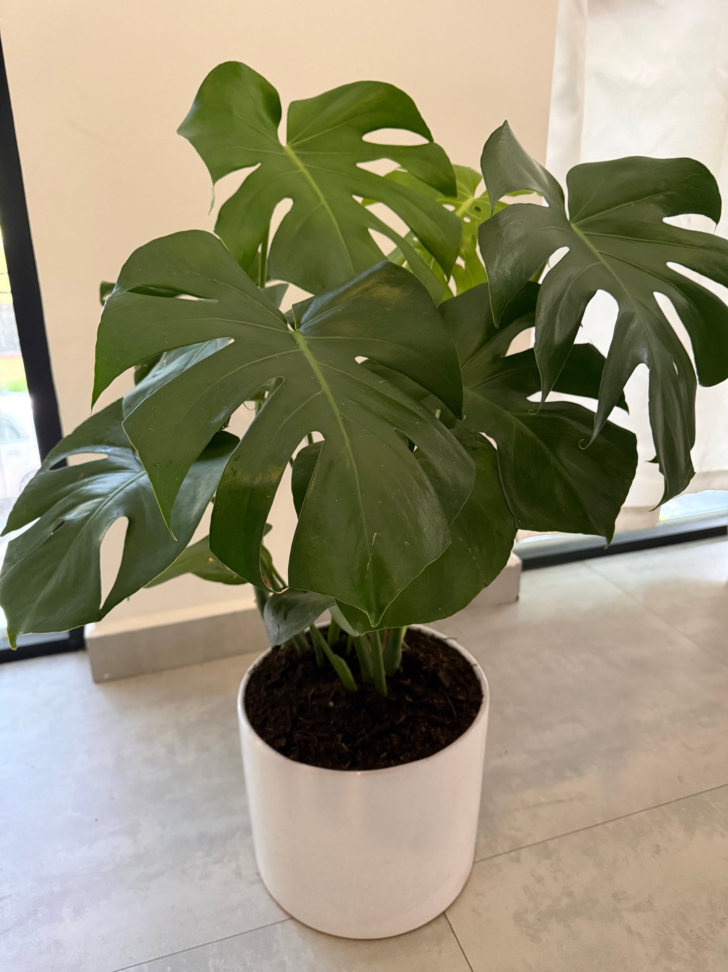 🌱 Monstera Deliciosa: El ícono verde que transforma tus espacios.