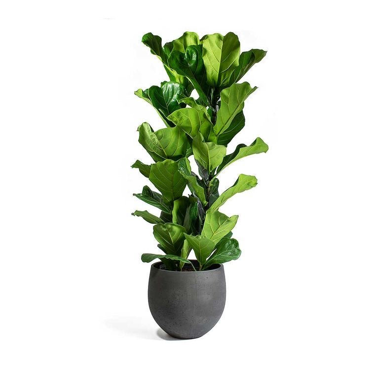 Ficus Lyrata – Elegancia Natural para tu Hogar
