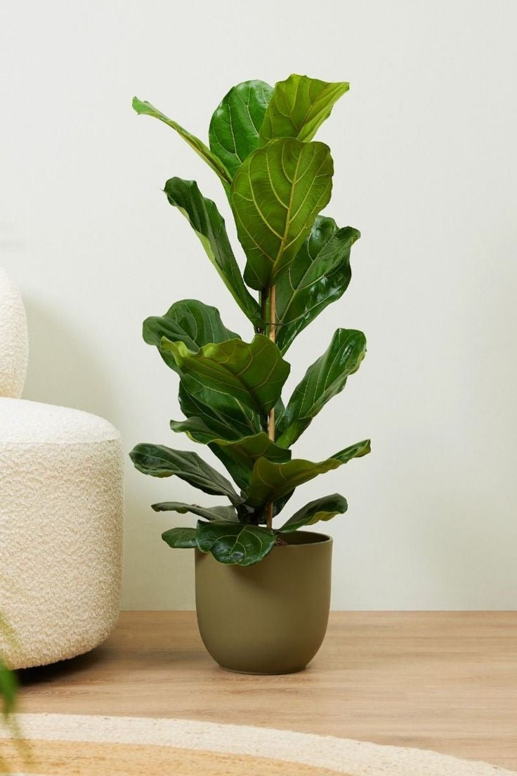 Ficus Lyrata – Elegancia Natural para tu Hogar