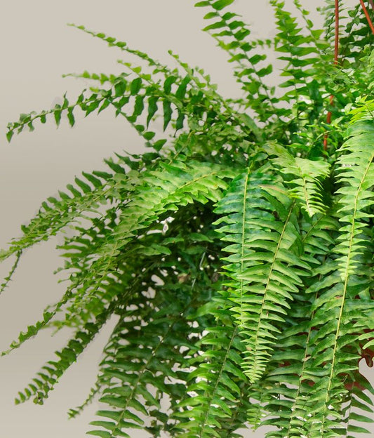🌿 Helecho – Frescura que se siente