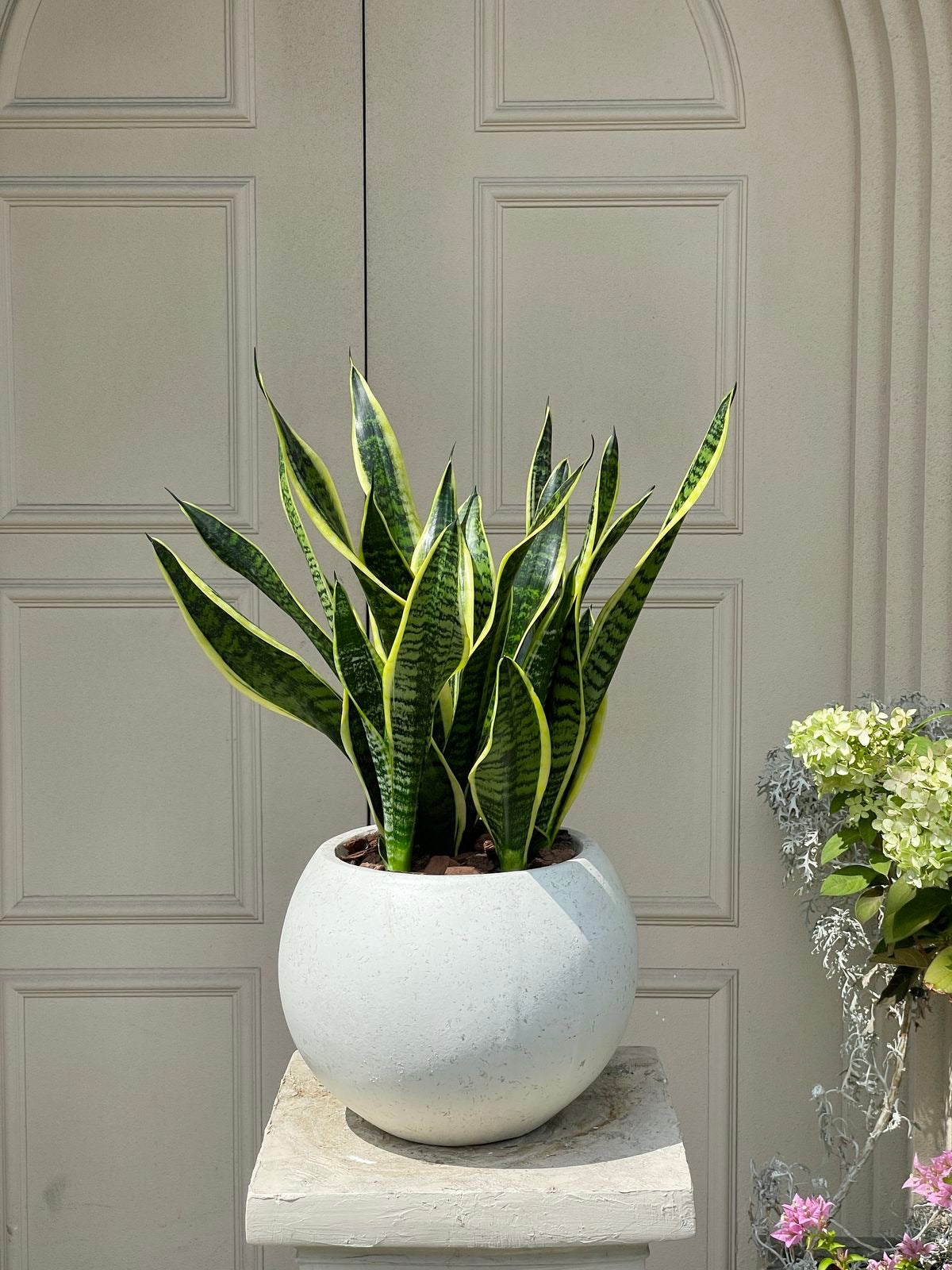 🌿 Sansevieria: La planta que cuida tu aire y tu energía (Chica / Small).