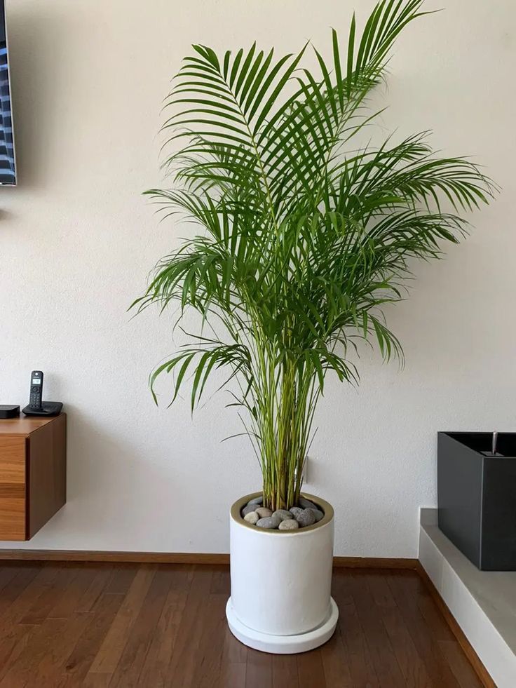 🌴 Palmera Areca – Un toque tropical todos los días. Llévate 2 🌴