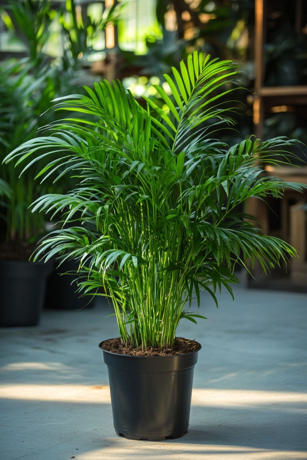 🌴 Palmera Areca – Un toque tropical todos los días. Llévate 2 🌴