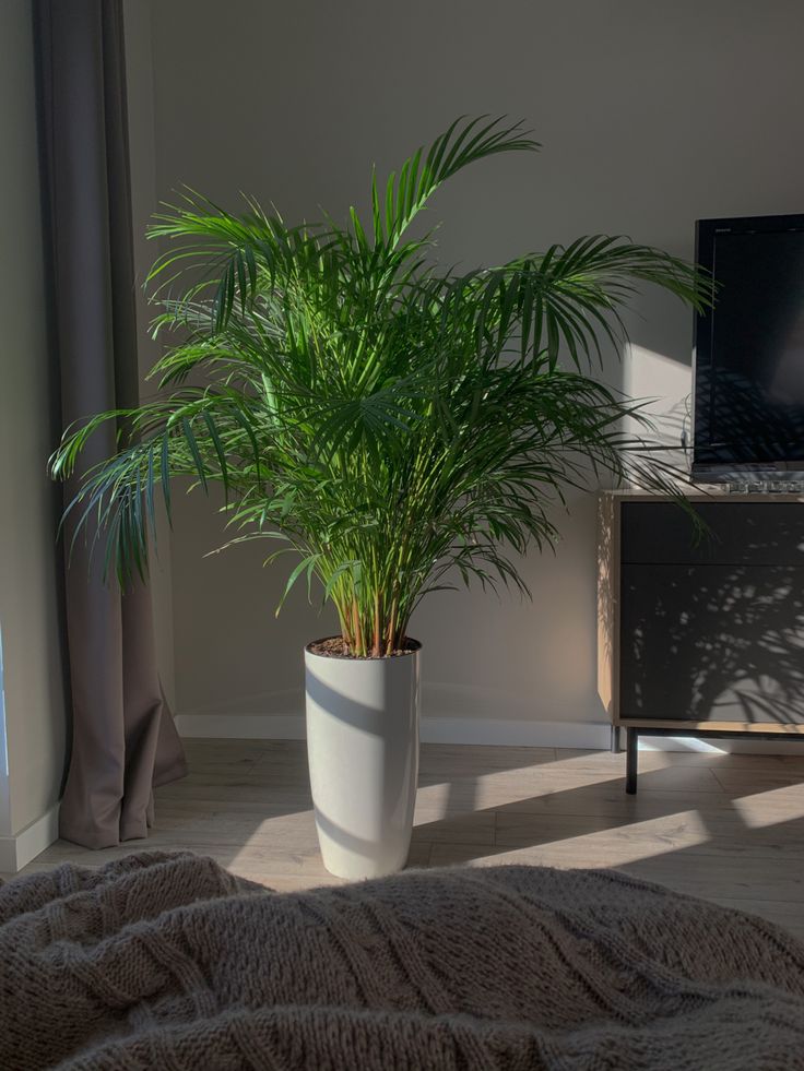 🌴 Palmera Areca – Un toque tropical todos los días. Llévate 2 🌴