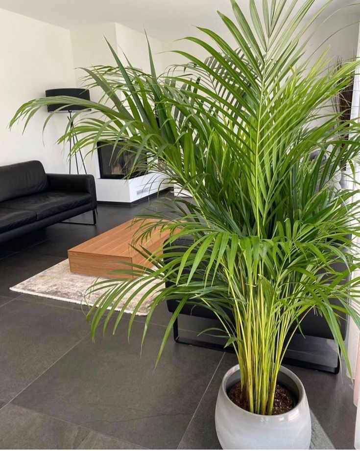 🌴 Palmera Areca – Un toque tropical todos los días. Llévate 2 🌴