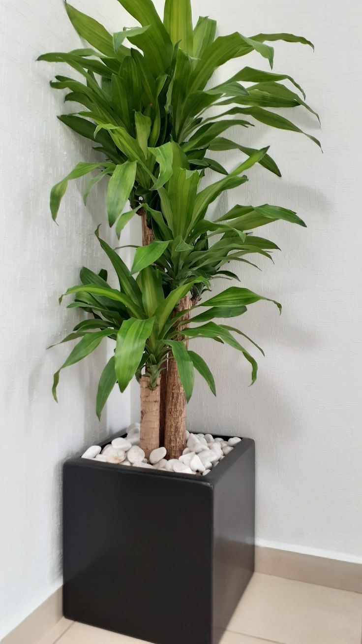 Palo de Brasil – fácil, elegante y resistente 🌱 (Grande - Large).